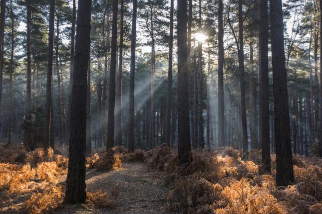 bracknell forest image